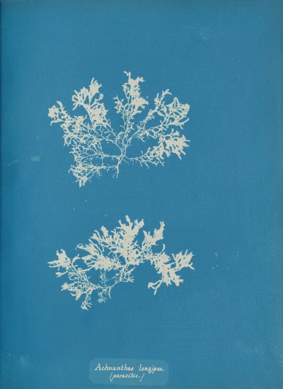 Achnanthes uzun ipleri. parazitik., ca. 1853. by Anna Atkins