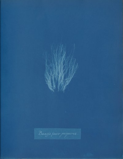 Bangia fusco-purpurea, yak. 1853. by Anna Atkins