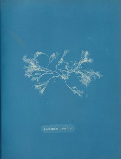 Ceramium ciliatum, yaklaşık 1853 by Anna Atkins