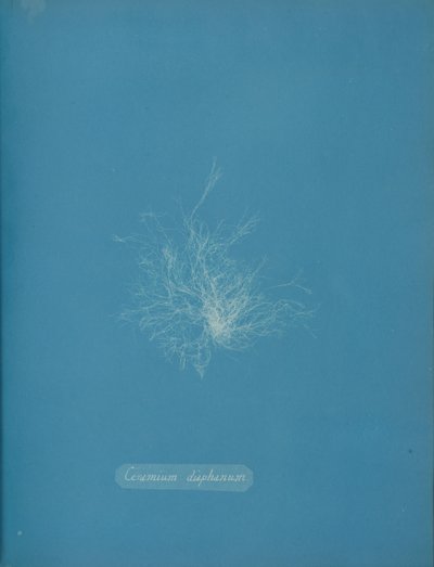 Ceramium diaphanum, yakl. 1853 by Anna Atkins