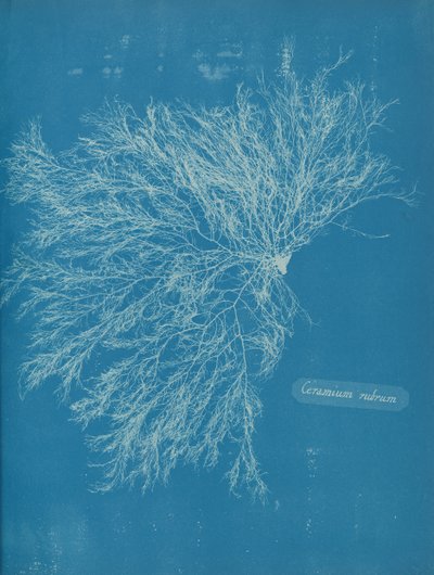 Kırmızı Seramyum, ca. 1853 by Anna Atkins