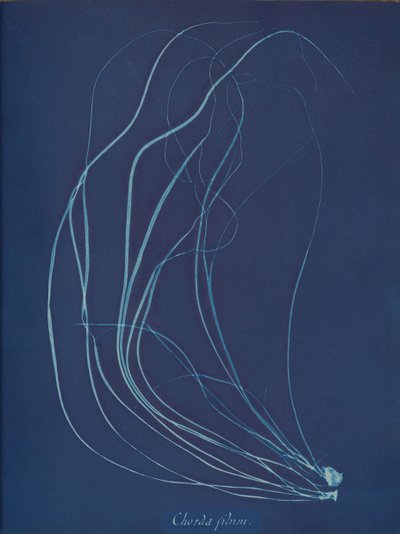 Dize dizisi, ca. 1853 by Anna Atkins