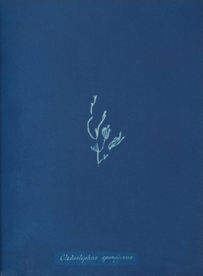 Cladostephus spongiosus, yak. 1853 by Anna Atkins