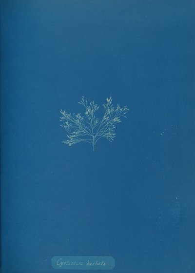 Cystoseira barbata, yak. 1853. by Anna Atkins