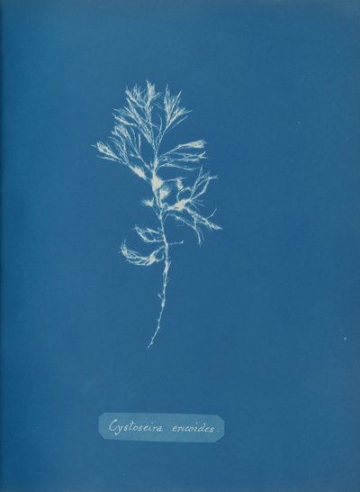 Cystoseira ericoides, yak. 1853. by Anna Atkins