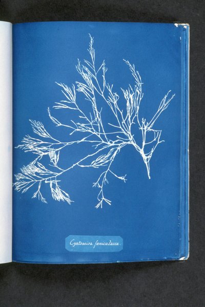 Cystoseira foeniculacea, "İngiliz Alglerinin Fotoğrafları: Cyanotype Impressions"dan, 1843-53