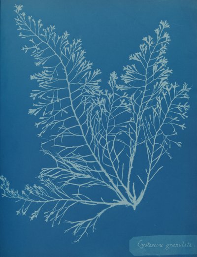 Cystoseira granulata, yak. 1853. by Anna Atkins