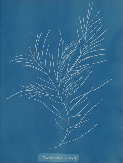 Aculeata desuleata, yaklaşık 1853. by Anna Atkins