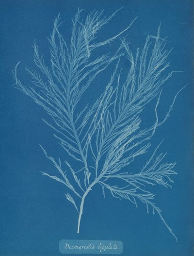 Desmarestia liqulata, yak. 1853. by Anna Atkins
