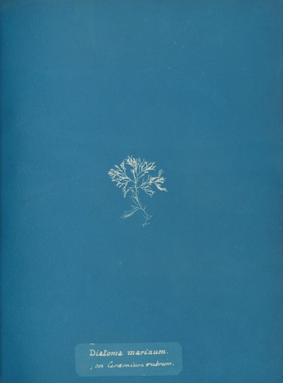 Ceramium kırmızısı üzerinde Diatoma marinum, yakl. 1853 by Anna Atkins