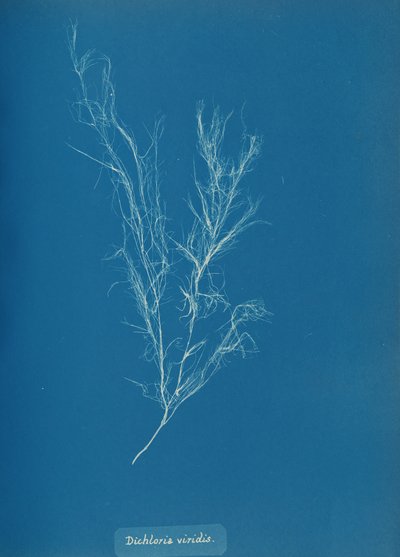 Dikloria viridis, yak. 1853. by Anna Atkins