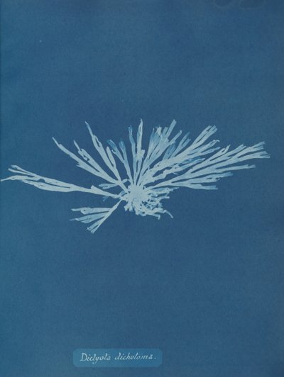 Dictyota ikilemi, ca. 1853. by Anna Atkins
