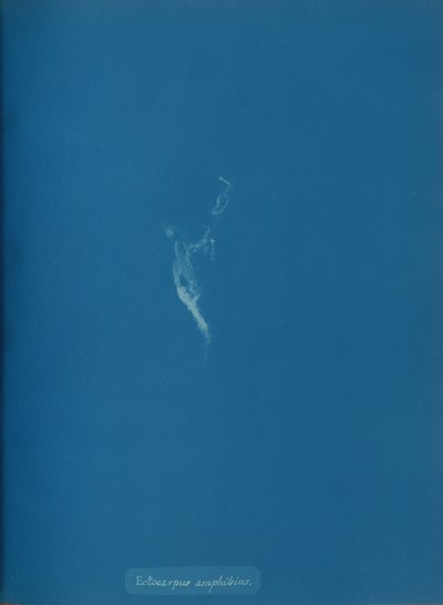 Ectocarpus amfibi, yaklaşık. 1853. by Anna Atkins