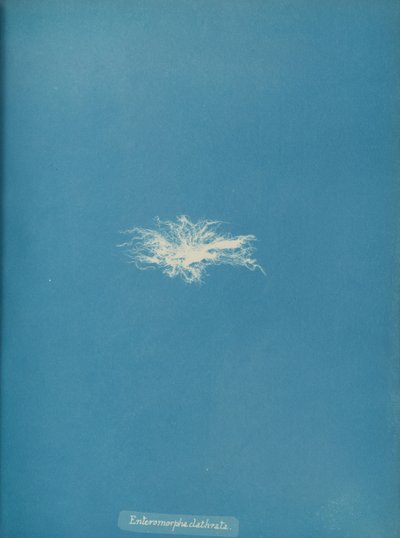 Enteromorpha clathrata, yaklaşık 1853. by Anna Atkins