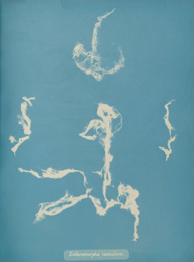 Enteromorpha ramulosa, yaklaşık 1853 by Anna Atkins