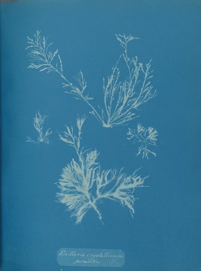 Exillaria kristalinum parazitik, yakl. 1853. by Anna Atkins