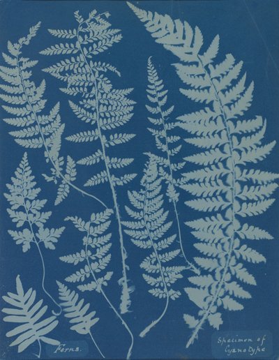 eğrelti otları Siyanotip Örneği by Anna Atkins