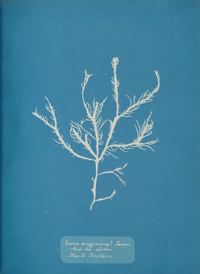 Fucus æruginosus Turner. Med. Sea Sisbon İngiltere