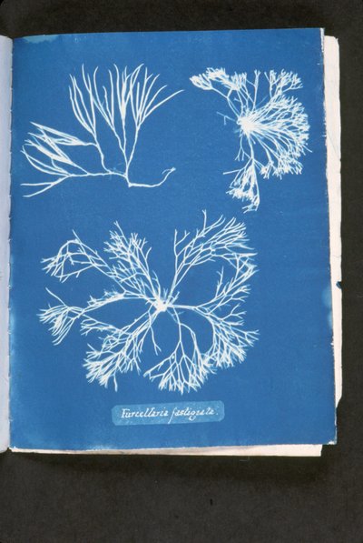 Furcelleria fastigiata, 