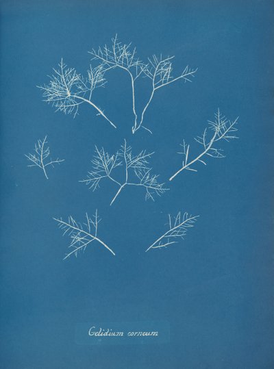 Gelidium cornum, yaklaşık 1853 by Anna Atkins