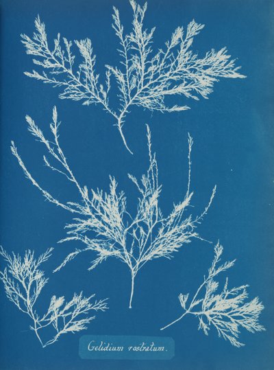 Gelidium rostratum, yak. 1853 by Anna Atkins