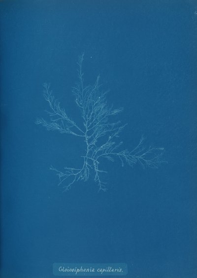Gloisiphonia kapillaris, yak. 1853 by Anna Atkins