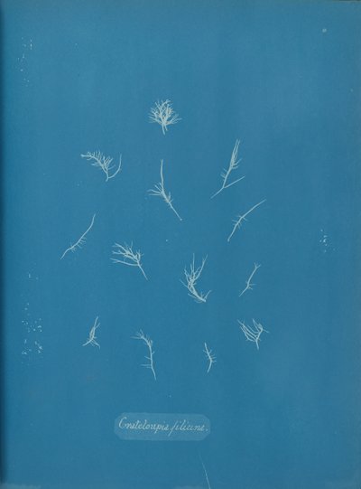 Grateloupia Filicina, yak. 1853. by Anna Atkins