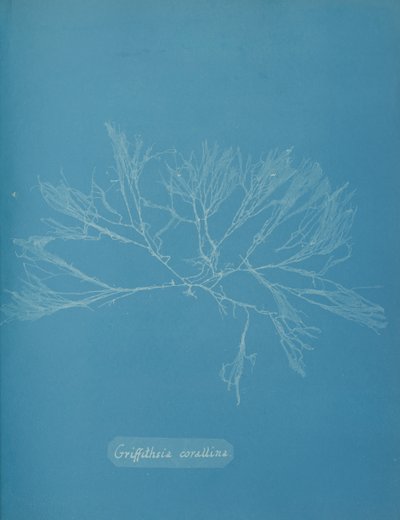 Mercan Griffithsia, yaklaşık. 1853. by Anna Atkins