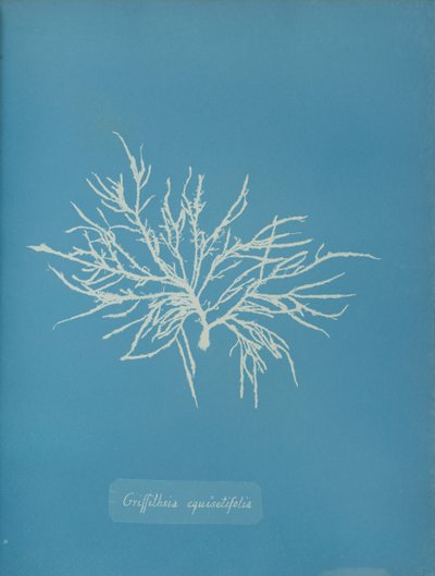 Griffithsia equisetifolia, yaklaşık 1853. by Anna Atkins