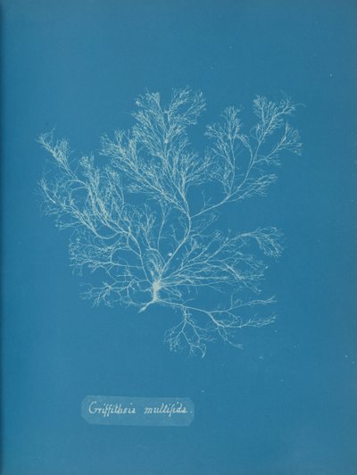 Griffithsia multifida, yaklaşık. 1853. by Anna Atkins