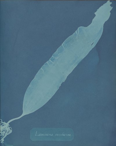 Laminaria saccharina, yak. 1853. by Anna Atkins