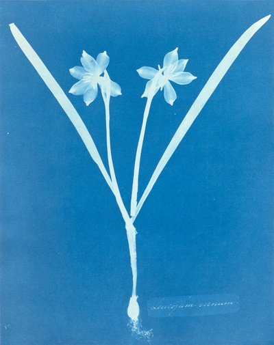 Anna Atkins tarafından Leucojam Varium by Anna Atkins