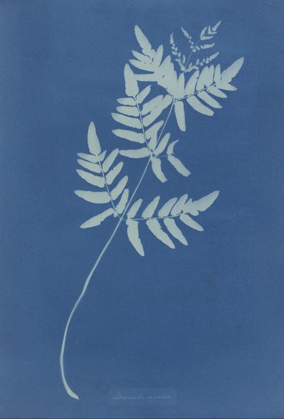  by Anna Atkins