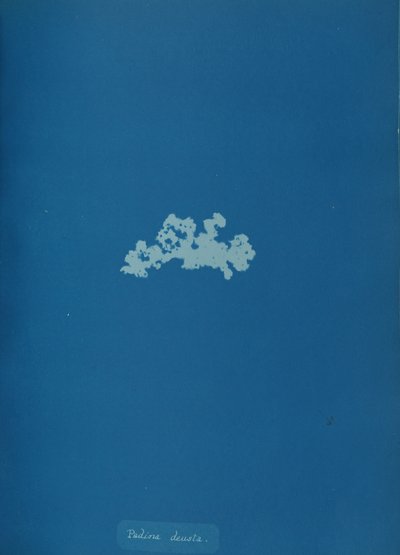 Padina deusta, yak. 1853. by Anna Atkins