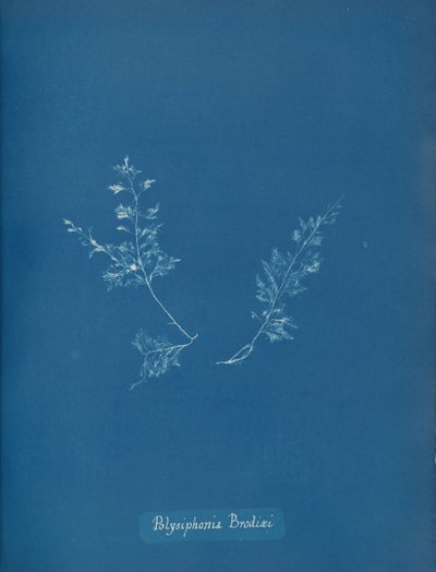 Polysiphonia Brodiæi, yak. 1853 by Anna Atkins