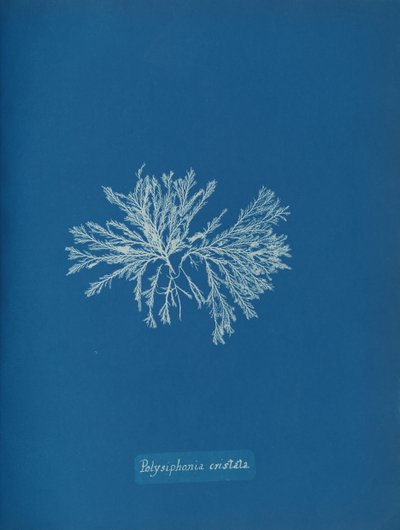 Polysiphonia cristata, yak. 1853. by Anna Atkins