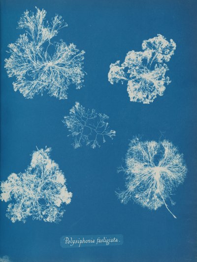 Polysiphonia fastigiata, yak. 1853 by Anna Atkins