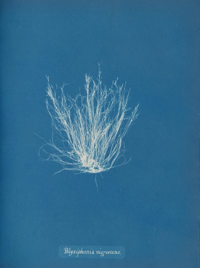 Polysiphonia nigrescens, yak. 1853 by Anna Atkins