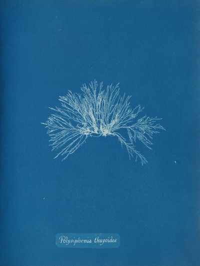 Polysiphonia thuyoides, yak. 1853. by Anna Atkins