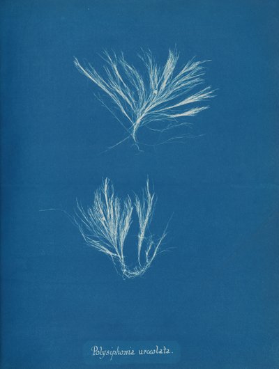 Polysiphonia urceolata, yak. 1853. by Anna Atkins