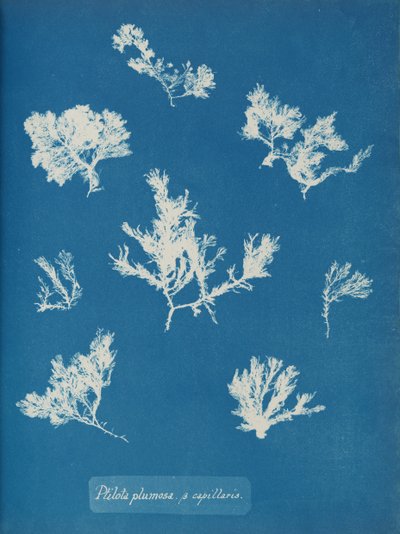 Ptilota lumosa. ß kapillaris, yakl. 1853. by Anna Atkins