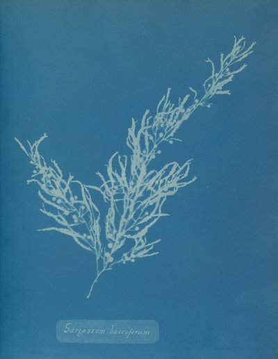 Sargassum bacciferum, yaklaşık 1853. by Anna Atkins