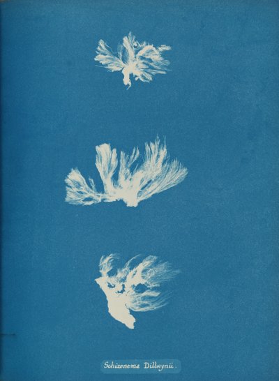 Schizonema Dillwynii, yak. 1853. by Anna Atkins