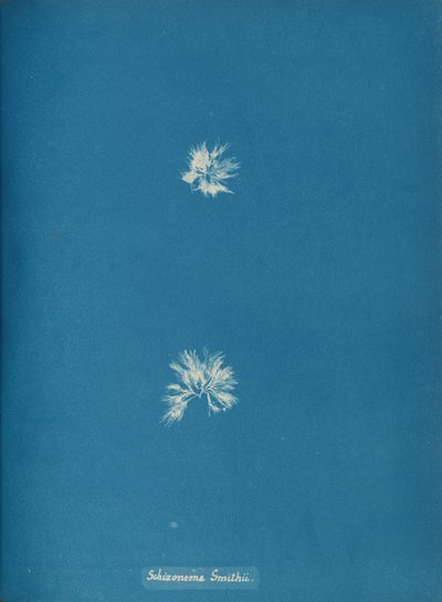 Schizonema Smithii, yak. 1853. by Anna Atkins