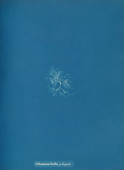 Schizonema Smithii, ß torkata, yak. 1853. by Anna Atkins