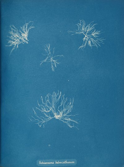 Schizonema helminthosum, yak. 1853. by Anna Atkins