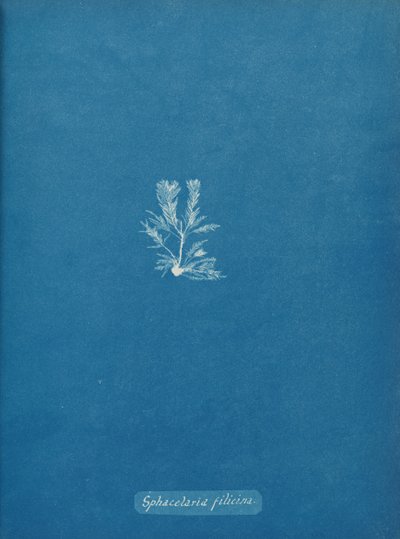 Sphacelaria filicina, yak. 1853. by Anna Atkins