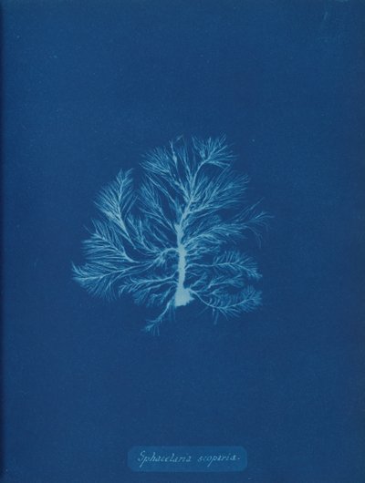 Sphacelaria scoparia, yak. 1853. by Anna Atkins