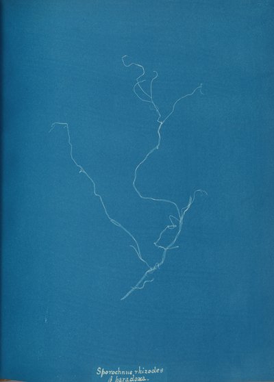 Sporochnius rizodları ß paracloxa, ca. 1853 by Anna Atkins