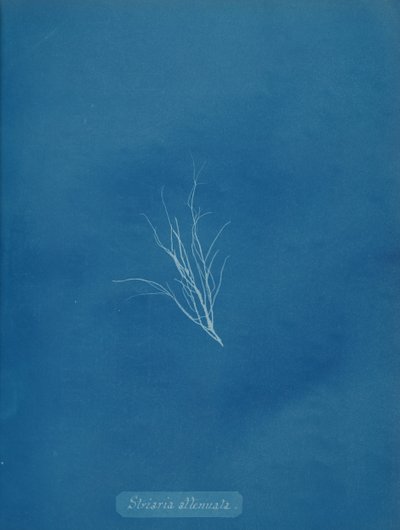 Striaria zayıflatılmış, ca. 1853. by Anna Atkins